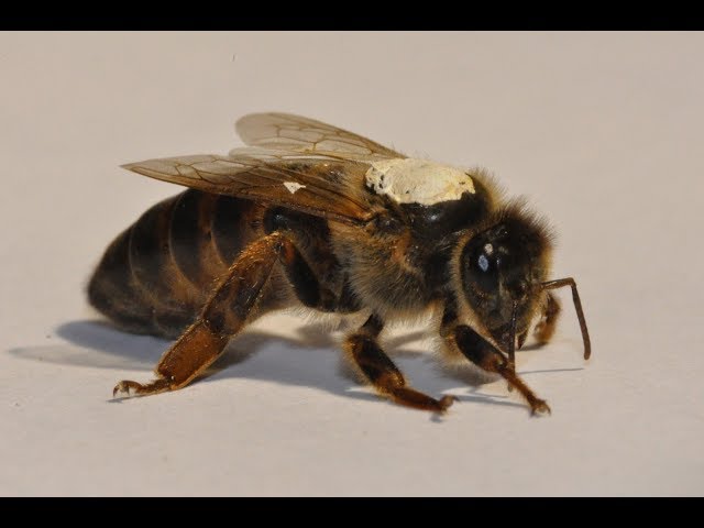 Abeille noire-