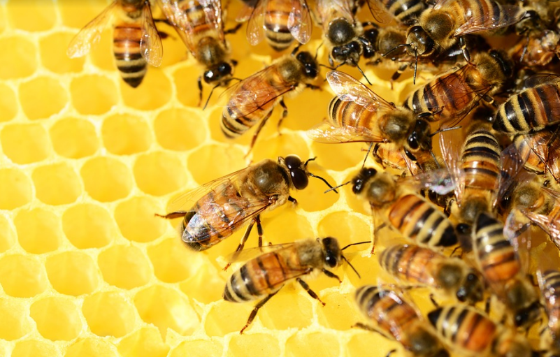 e61ad-abeilles